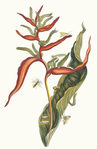 Ballia. Z knihy Metamorphosis insectorum Surinamensium, 1705. od Maria Sibylla Merian