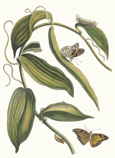 Banille. Z knihy Metamorphosis insectorum Surinamensium, 1705. od Maria Sibylla Merian