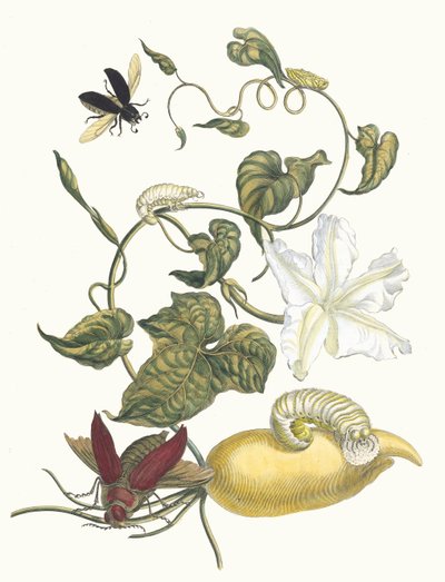 Battattes. Z knihy Metamorphosis insectorum Surinamensium, 1705. od Maria Sibylla Merian