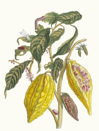 Kakao. Z knihy Metamorphosis insectorum Surinamensium, 1705. od Maria Sibylla Merian