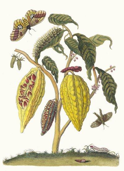 Kakao. Z knihy Metamorphosis insectorum Surinamensium, 1705. od Maria Sibylla Merian