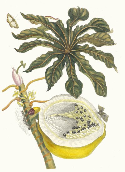 Carica papaya. Z knihy Metamorphosis insectorum Surinamensium, 1705. od Maria Sibylla Merian