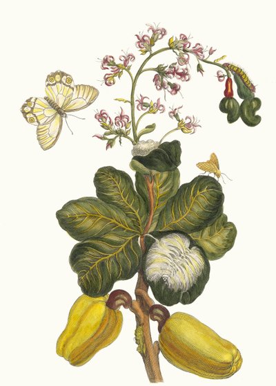 Caschou. Z knihy Metamorphosis insectorum Surinamensium, 1705. od Maria Sibylla Merian