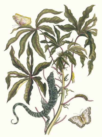 Cassave. Z knihy Metamorphosis insectorum Surinamensium, 1705. od Maria Sibylla Merian