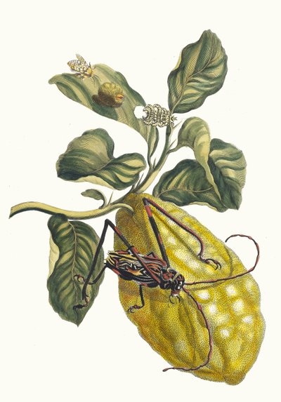 Citronier. Z knihy Metamorphosis insectorum Surinamensium, 1705. od Maria Sibylla Merian