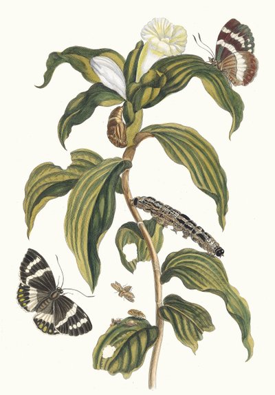 Arabské náklady. Z knihy Metamorfóza surinamského hmyzu, 1705. od Maria Sibylla Merian
