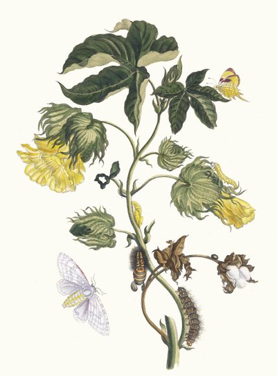 Cotonier. Z knihy Metamorphosis insectorum Surinamensium, 1705. od Maria Sibylla Merian