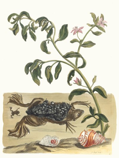Cresson. Z knihy Metamorphosis insectorum Surinamensium, 1705. od Maria Sibylla Merian