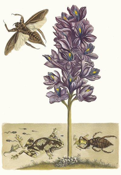 Eichhornia crassipes. Z knihy Metamorphosis insectorum Surinamensium, 1705. od Maria Sibylla Merian
