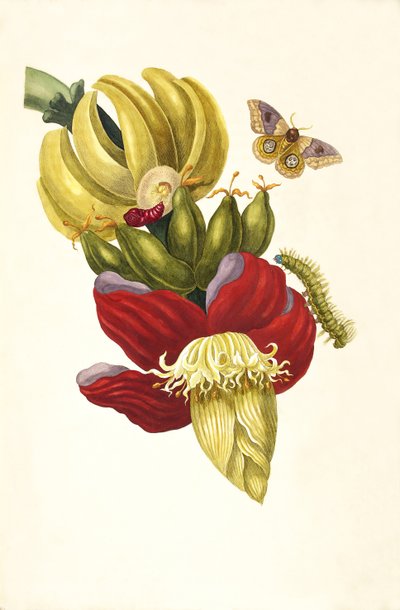 Z knihy Metamorphosis insectorum Surinamensium, 1705. od Maria Sibylla Merian