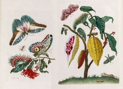 Z knihy Metamorphosis insectorum Surinamensium, 1705. od Maria Sibylla Merian