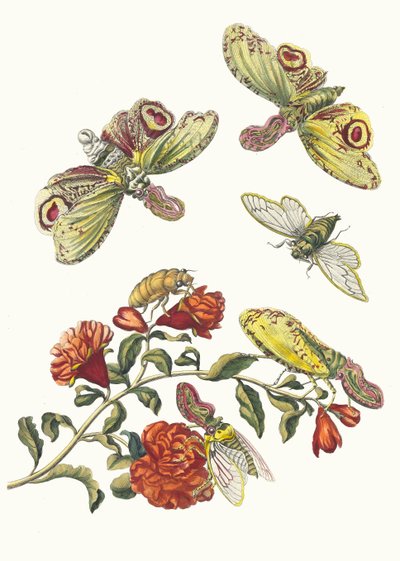 Granátník. Z knihy Metamorphosis insectorum Surinamensium, 1705. od Maria Sibylla Merian