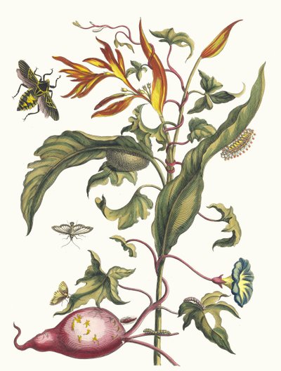 Ipomoea batatas a Heliconia psittacum. Z knihy Metamorphosis insectorum..., 1705. od Maria Sibylla Merian