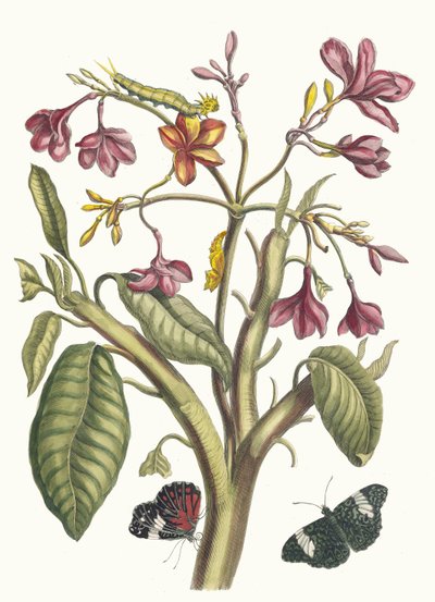 Jasmín des Indes. Z knihy Metamorphosis insectorum Surinamensium, 1705. od Maria Sibylla Merian