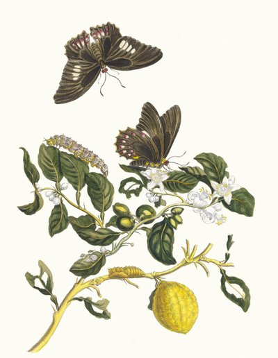 Limonier. Z knihy Metamorphosis insectorum Surinamensium, 1705. od Maria Sibylla Merian