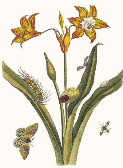 Lis Rouge. Z knihy Metamorphosis insectorum Surinamensium, 1705. od Maria Sibylla Merian