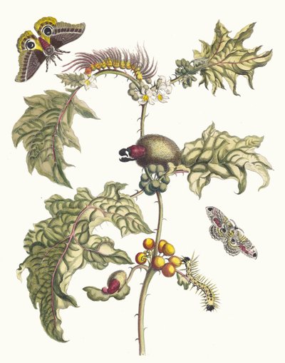 Maccai. Z knihy Metamorphosis insectorum Surinamensium, 1705. od Maria Sibylla Merian