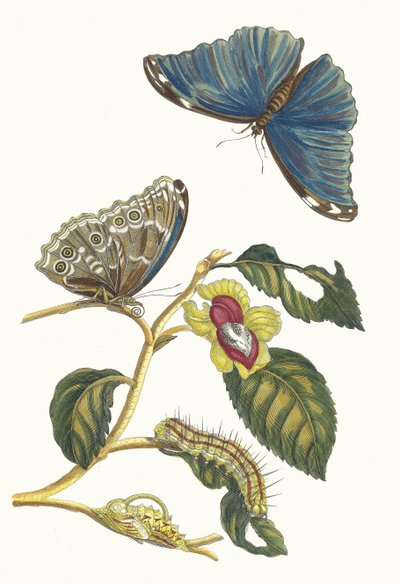Neflier. Z knihy Metamorphosis insectorum Surinamensium, 1705. od Maria Sibylla Merian