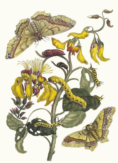 Pallisaden-bum. Z knihy Metamorphosis insectorum Surinamensium, 1705. od Maria Sibylla Merian