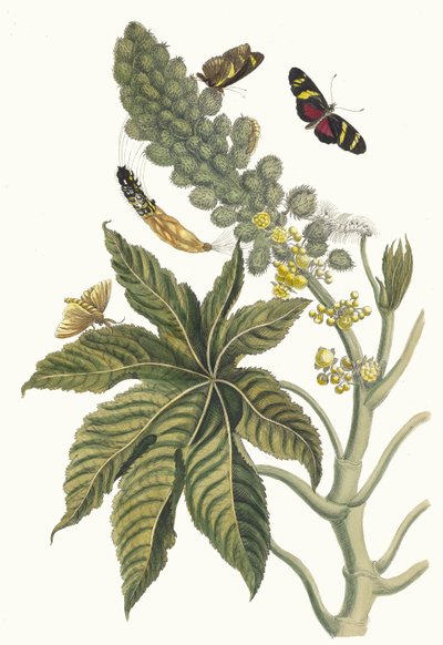 Palma Christi. From the Book Metamorphosis insectorum Surinamensium, 1705.    1193238   cs       czech Successfully Translated  Original: Ueno dierentuin Ueno Zoo (title on object) Herinneringen aan Tokyo (series title) Tokyo kaiko zue (series title) Trans od Maria Sibylla Merian