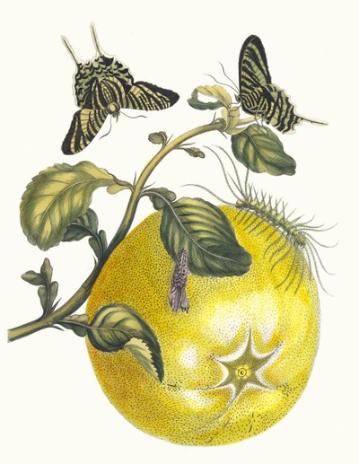 Pompelmous. Z knihy Metamorphosis insectorum Surinamensium, 1705. od Maria Sibylla Merian