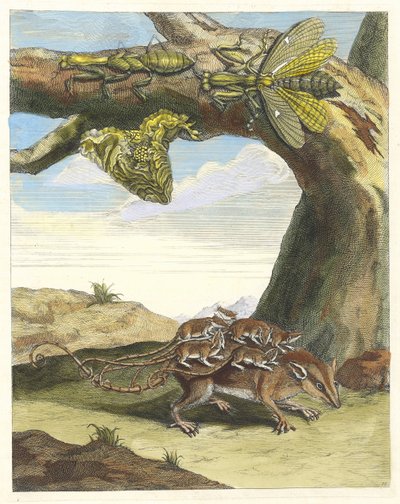 Lesní krysa. Z knihy Metamorphosis insectorum Surinamensium, 1705. od Maria Sibylla Merian