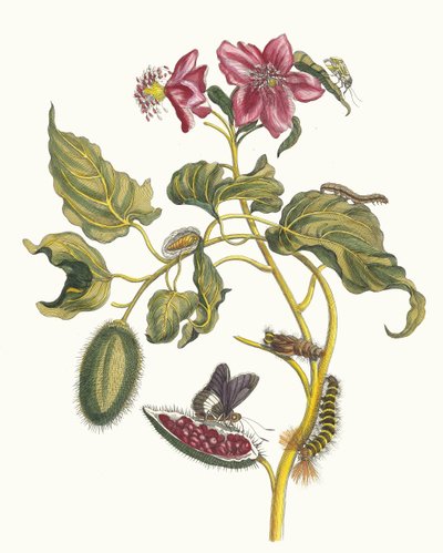 Rocu. Z knihy Metamorphosis insectorum Surinamensium, 1705. od Maria Sibylla Merian