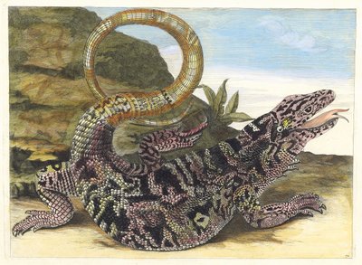 Sauvegarde. Z knihy Metamorphosis insectorum Surinamensium, 1705. od Maria Sibylla Merian