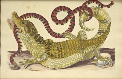 Kajman brýlatý Krokodýl kajman a falešný korálový had, 1705. od Maria Sibylla Merian