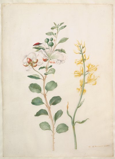  od Maria Sibylla Merian