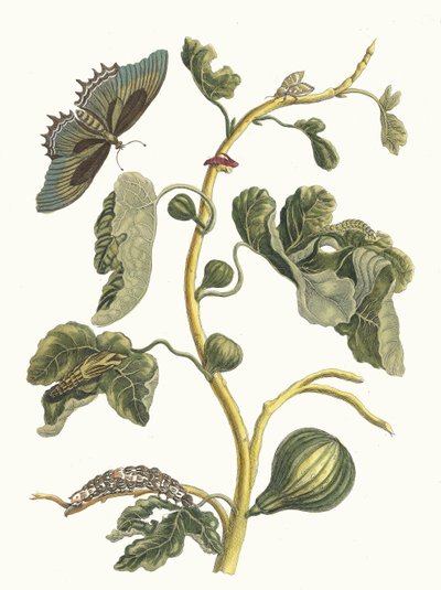 Bílá guava. Z knihy Metamorphosis insectorum Surinamensium, 1705. od Maria Sibylla Merian
