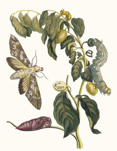 Zursak. Z knihy Metamorphosis insectorum Surinamensium, 1705. od Maria Sibylla Merian