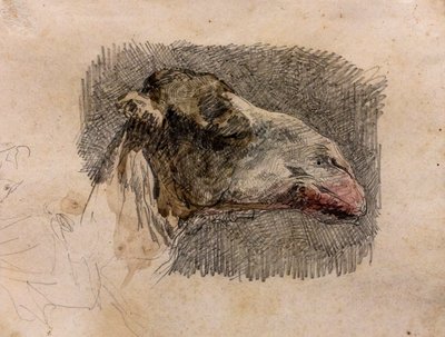 Hlava velblouda, kolem roku 1865 (grafitová tužka s akvarelovými akcenty na papíře) od Mariano Fortuny