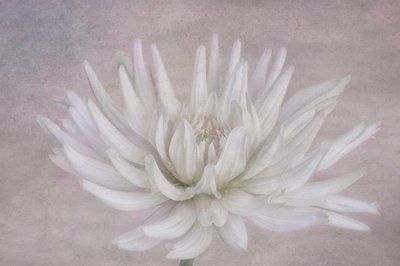 Jemná bílá dahlia od Marie-anne Stas