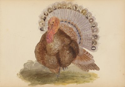 Album Madame B od Marie-Blanche-Hennelle Fournier