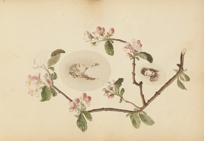 Album Madame B od Marie-Blanche-Hennelle Fournier
