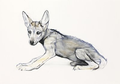 Dospívající štěně arabského vlka, 2009 (conte und uhel na papíře) od Mark Adlington