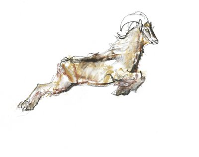 Arabian Tahr, 2009 (conte a dřevěné uhlí na papíře) od Mark Adlington