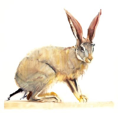 Cape Hare, 2010 (olej na papíře) od Mark Adlington