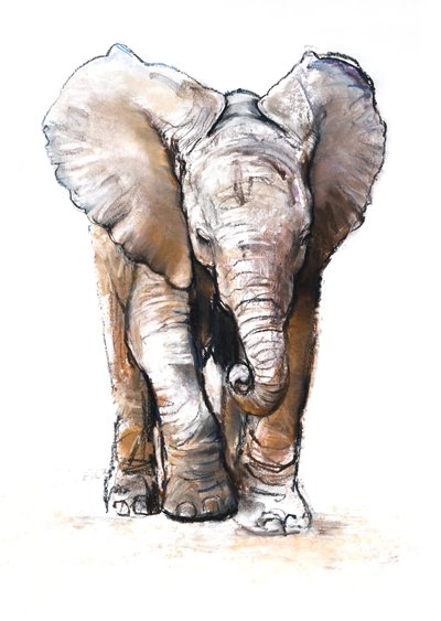 Soustředění (slůně), 2018 od Mark Adlington