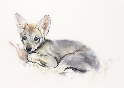 Curled Arabian Wolf Pup, 2009 (conte und charcoal na papíře) od Mark Adlington