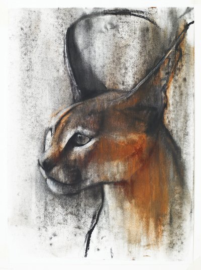 Egyptský (arabský Caracal), 2009 (conte und uhel na papíře) od Mark Adlington