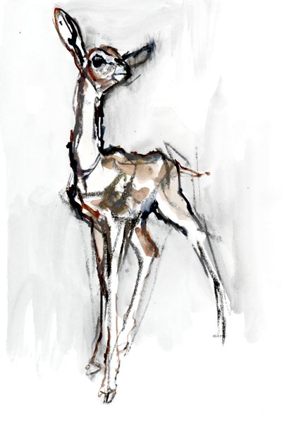 Gerenuk fawn, Sarara, 2018 od Mark Adlington