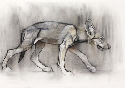 Štíhlé štěně (arabský vlk), 2009 (conte und charcoal na papíře) od Mark Adlington