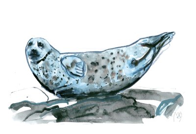 Rocky (tuleň), 2019 od Mark Adlington