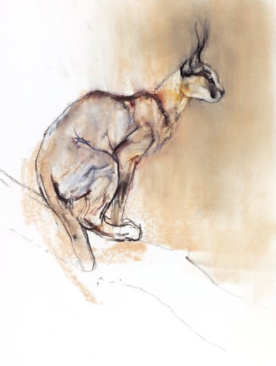 Sedící Caracal, 2009 (conte und charcoal na papíře) od Mark Adlington