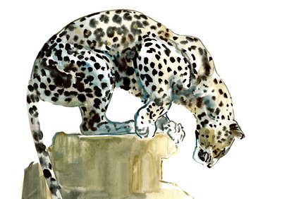 Spine (arabský leopard), 2015, (akvarel a kvaš na papíře) od Mark Adlington