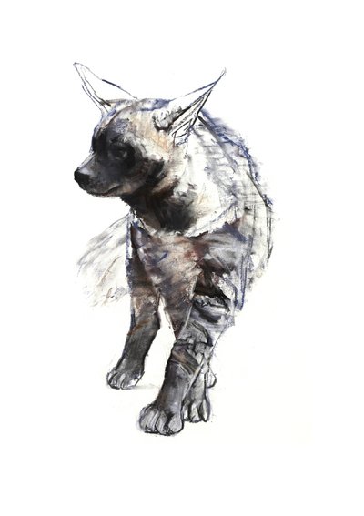 Pruhované štěně hyeny, 2010, (conté a pastel na papíře) od Mark Adlington