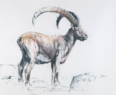 Venerando Stambecco, 2006 (charcoal und conte na papíře) od Mark Adlington