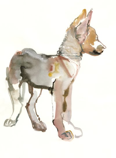 Waggle (štěně arabského vlka), 2011, (akvarel a kvaš na papíře) od Mark Adlington